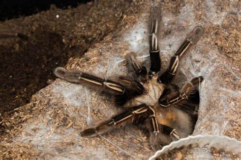 14 Most Fascinating Pet Tarantula Breeds You May Love To Care For