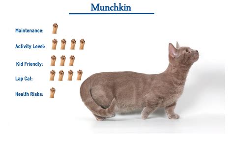 Munchkin Cat Breed… Everything You Need to Know at a Glance!