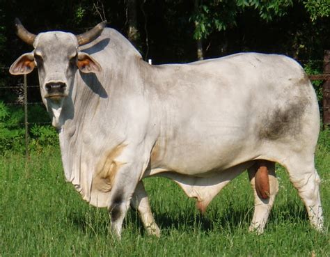 The American Cowboy Chronicles: Cattle Breed -- The American Brahman