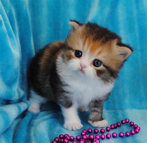 Munchkin Cats For Sale | Dallas, TX #272456 | Petzlover