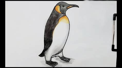 How To Draw A Penguin Realistic Easy / Drawing a penguin is fun because it is relatively easy.