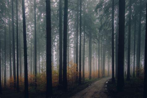 Dark and misty forest pathway by lonewolf6738