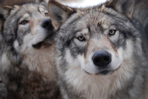 Gray Wolf — Wildlife Science Center