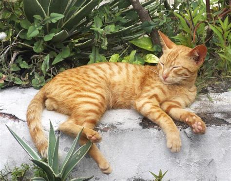 Premium Photo | Orange cat sleeping or awaking