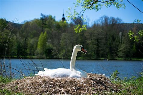 The Mute Swan - The Elegant Inhabitant Of Water