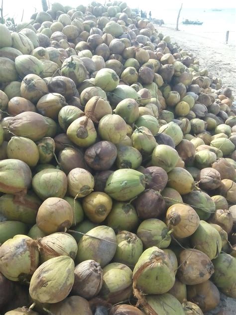 Arang Batok Kelapa: Jual kelapa tua export