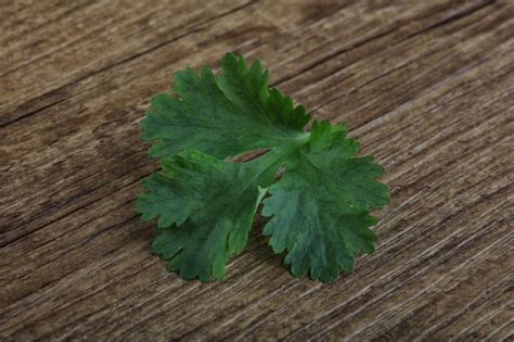 Premium Photo | Coriander leaves