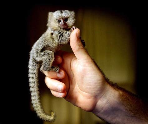 Pygmy Marmoset Full Grown