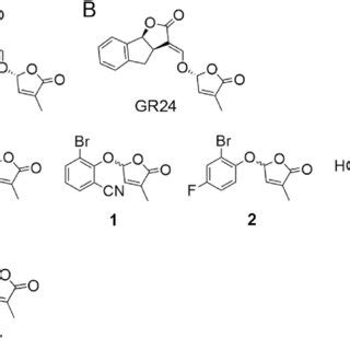 Chemical structure of strigolactone receptors agonists used in this... | Download Scientific Diagram