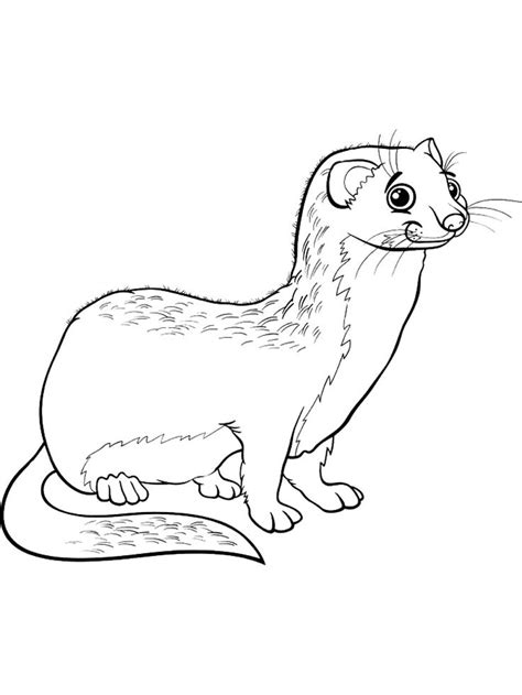 Ferret coloring pages | Coloring pages, Animal coloring pages ...