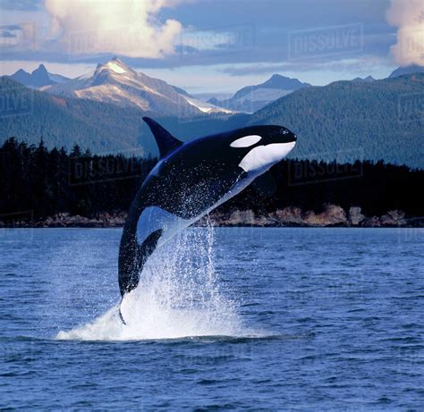 Orca Whale Breaching Near Baranof Island Southeast Composite - Stock Photo - Dissolve