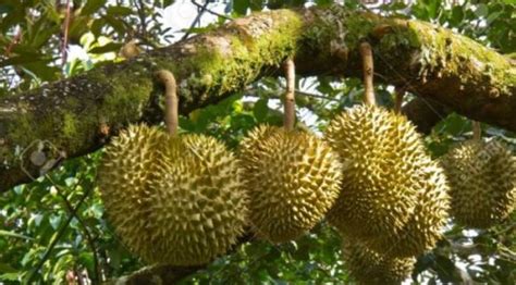 Cara Nak Mengikat Durian Di Pohon - Luca-has-Pope