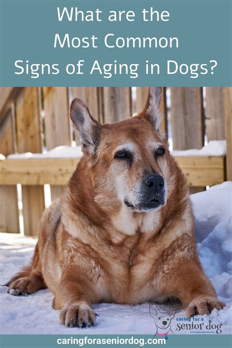 Signs of Aging in Dogs - Caring for a Senior Dog | Dog care, Senior dog, Dog training