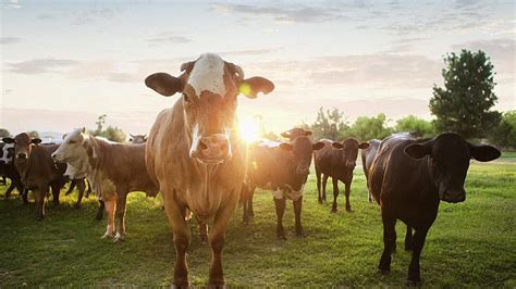 Everything You Need to Know About Cattle Farming - Kilburnie Angus