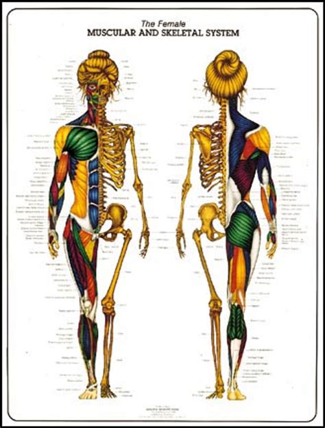 Female Muscular & Skeletal System Anatomy Poster - Clinical Charts and ...