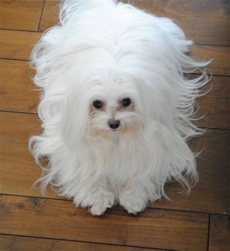 75+ Short Hair Maltese Dog Haircuts Picture - Codepromos