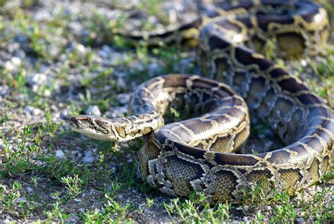 Are Burmese Pythons Venomous? - ReptileStartUp.com