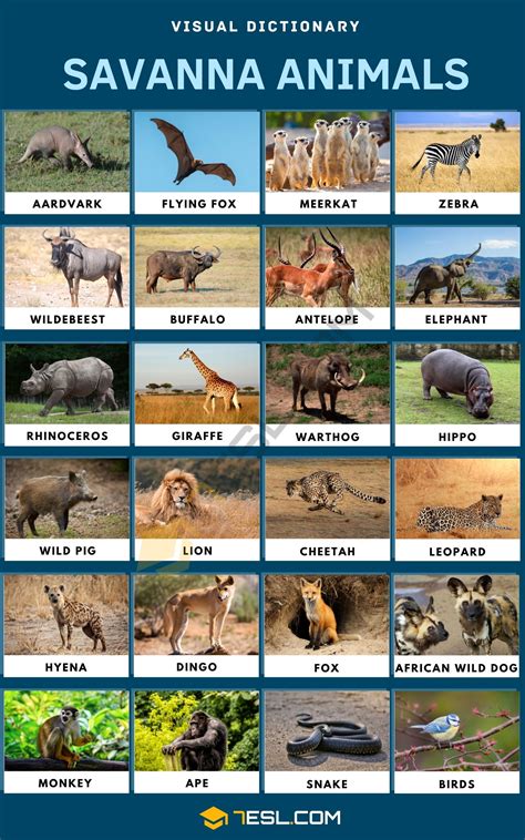 Savanna Animals Names in English • 7ESL