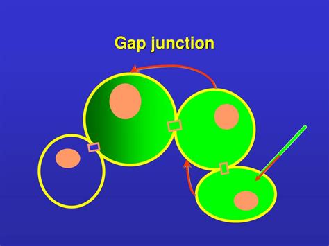 PPT - Adhesion Cell junctions PowerPoint Presentation - ID:404906