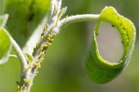 The Enemy in Your Orchard: A Guide to Dealing With Aphids on Apple Trees - Minneopa Orchards