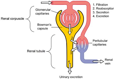 Describe the Process of Urine Formation in Kidneys Class 10 - CBSE Class Notes Online ...