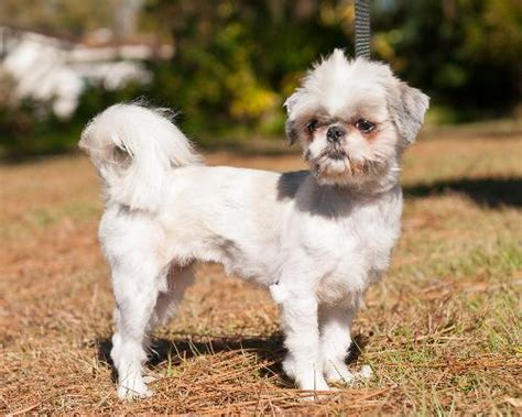 Full Grown Maltese Shih Tzu White - Bleumoonproductions