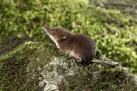 Common Shrew — Small Mammal Group