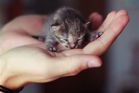 Images Of Cute Baby Kittens