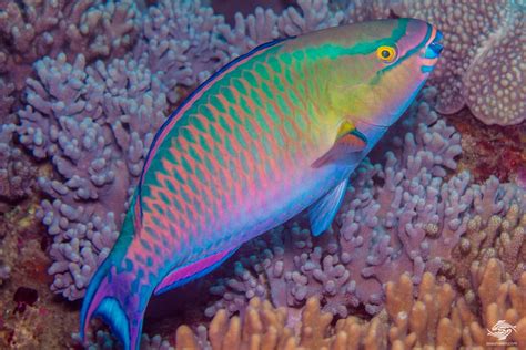 Tricolor Parrotfish Facts and Photographs | Parrotfish Habitat | Seaunseen