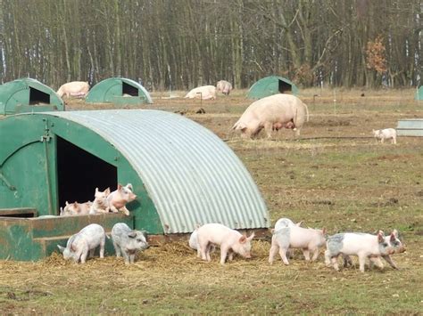 Pig Farming © Keith Evans cc-by-sa/2.0 :: Geograph Britain and Ireland