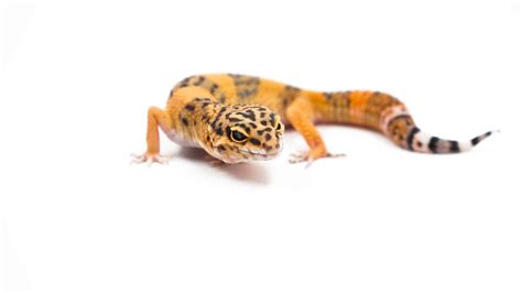 What Do Leopard Geckos Eat?: A Guide to the Perfect Leopard Gecko Diet ...