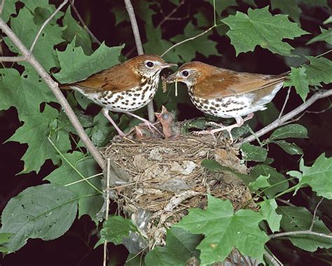 Wood Thrush Eggs