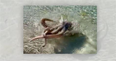 Is This a Real Video of Octopus Aggression? | Snopes.com