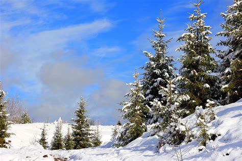 snow, Landscape, Pine Trees Wallpapers HD / Desktop and Mobile Backgrounds