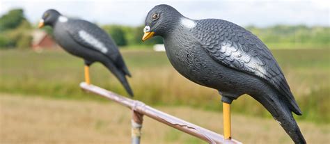 Dove Hunting Tips: How to Find, Attract, & Shoot Doves | Academy