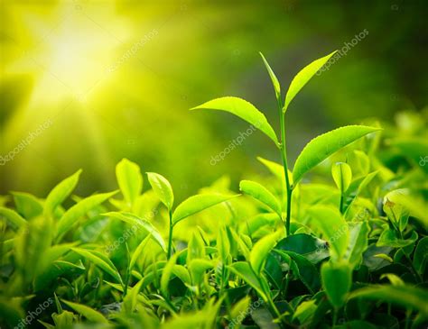 Tea bud and leaves — Stock Photo © DmitryRukhlenko #7735449