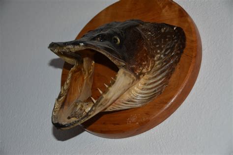 Northern Pike Teeth: Things You Need to Know - Fishmasters.com