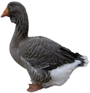 Goose Breeds | poultrykeeper.com