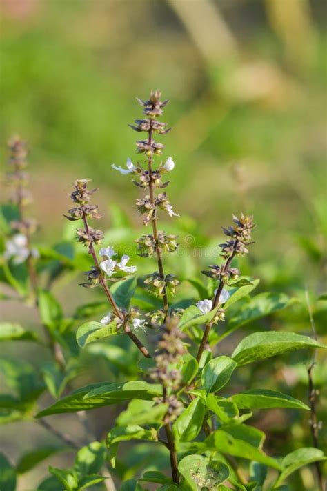 Ocimum Basilicum Plant in Nature Garden Stock Photo - Image of ocimum ...