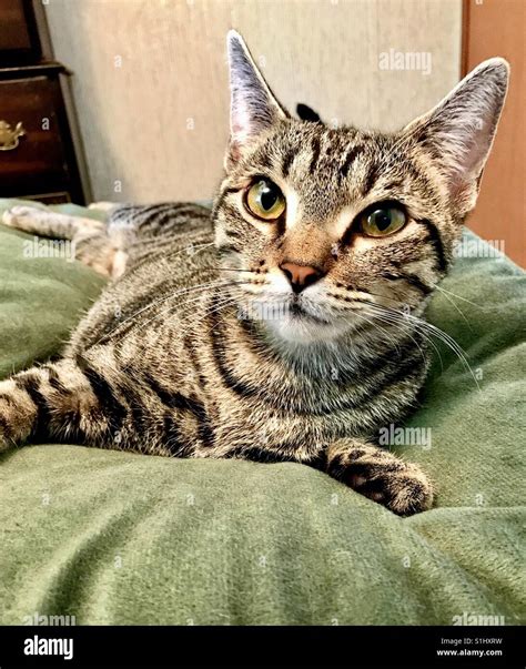 Close-up portrait of beautiful domestic or American shorthair tabby cat with gorgeous gold eyes ...