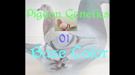 Pigeon Colors And Genetics