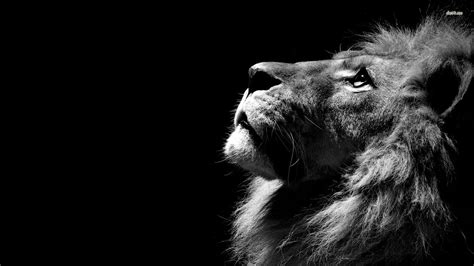 Cool Lion Wallpapers Group (82+)