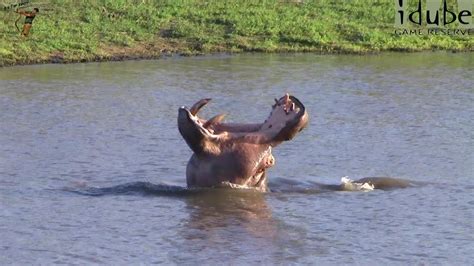 Confrontation Between Elephants And A Hippo - YouTube