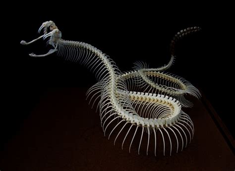 Diamondback rattlesnake skeleton | Crotalus atrox skeleton. … | Flickr