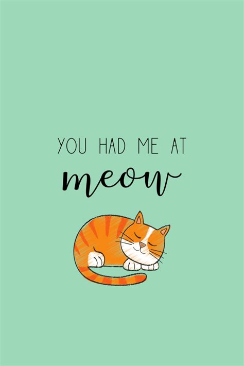 15 Short Cat Quotes {Cute and Funny for Cat Lovers!} | Cat quotes funny, Cute cat quotes, Cat quotes