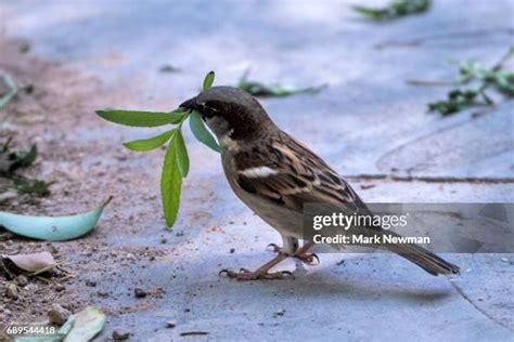 879 Sparrow Nest Stock Photos, High-Res Pictures, and Images - Getty Images