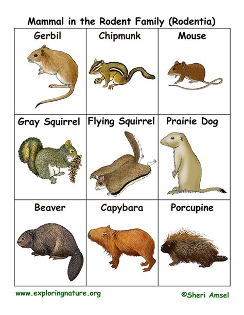 Rodent Family Flashcards (Rodentia)