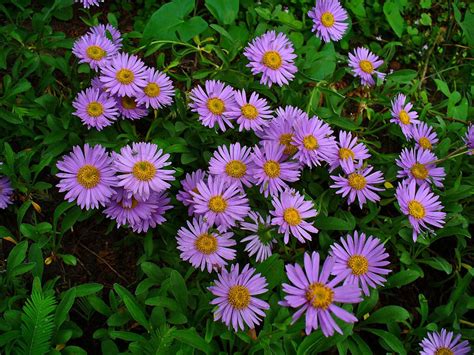 Aster alpinus (Alpine Aster) - World of Flowering Plants