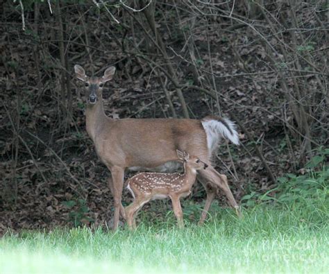 Mom and baby deer Photograph by Dwight Cook - Pixels