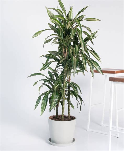 Buy Potted Dracaena Warneckii Indoor Plant | Bloomscape | Indoor plants, Plants, Perfect plants